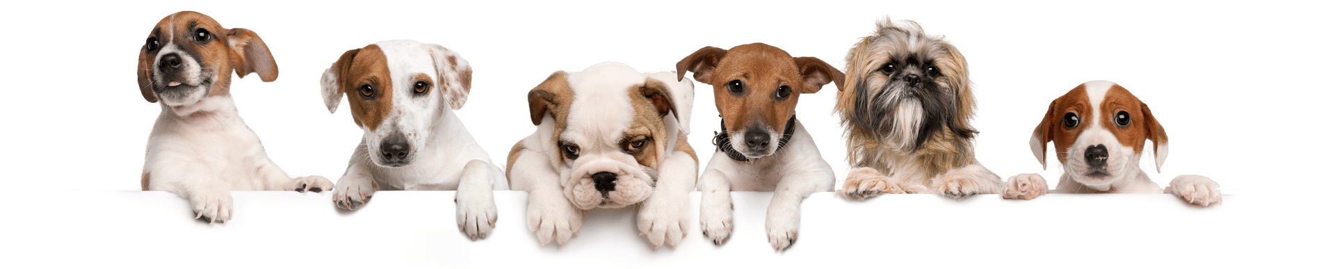 Perros ADIESTRADOGS