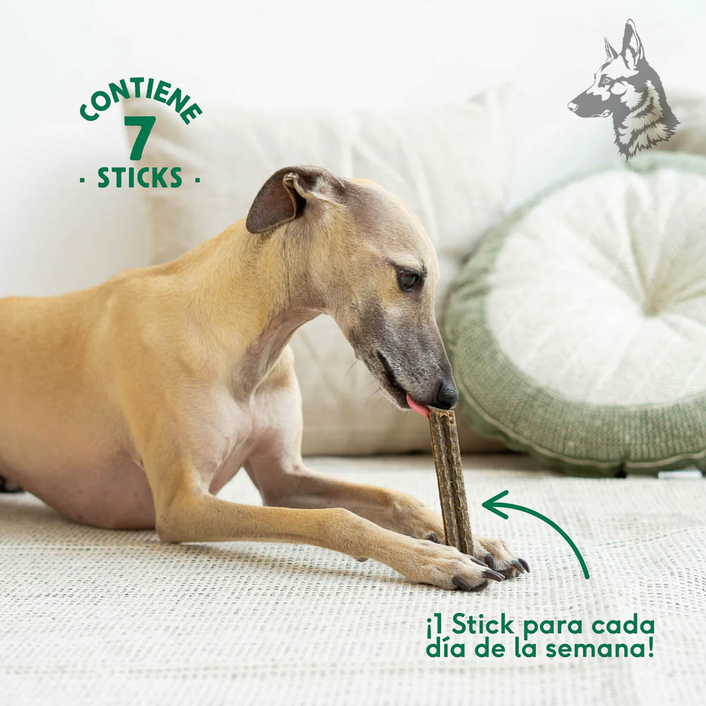 Perro Whippet disfrutando de un stick dental sobre una alfombra, con el mensaje "¡Un stick para cada día de la semana!" destacando su formato semanal.