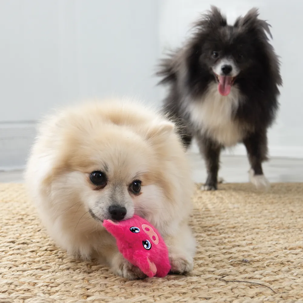 Perro pequeño jugando con el juguete KONG Phatz Pig mini rosa sobre una alfombra, acompañado de otro perro