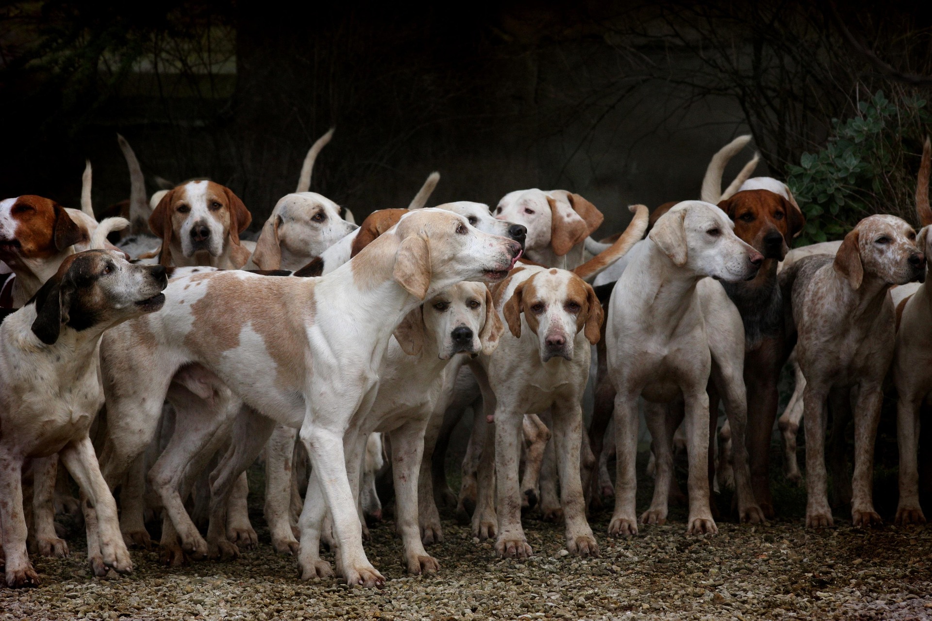 Servicios de educación canina ADIESTRADOGS