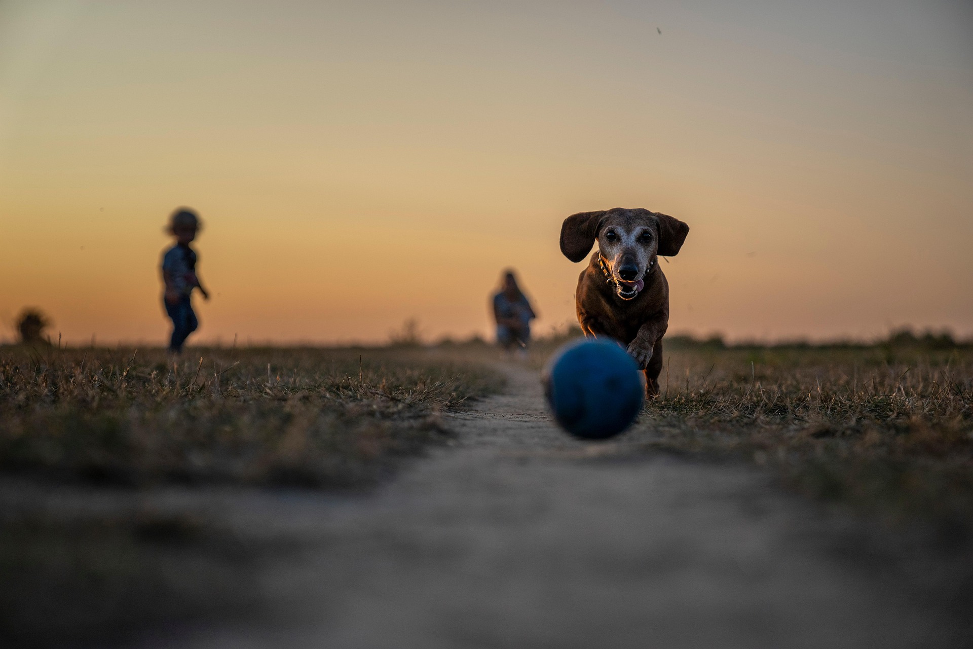 Educación canina y convivencia con perros