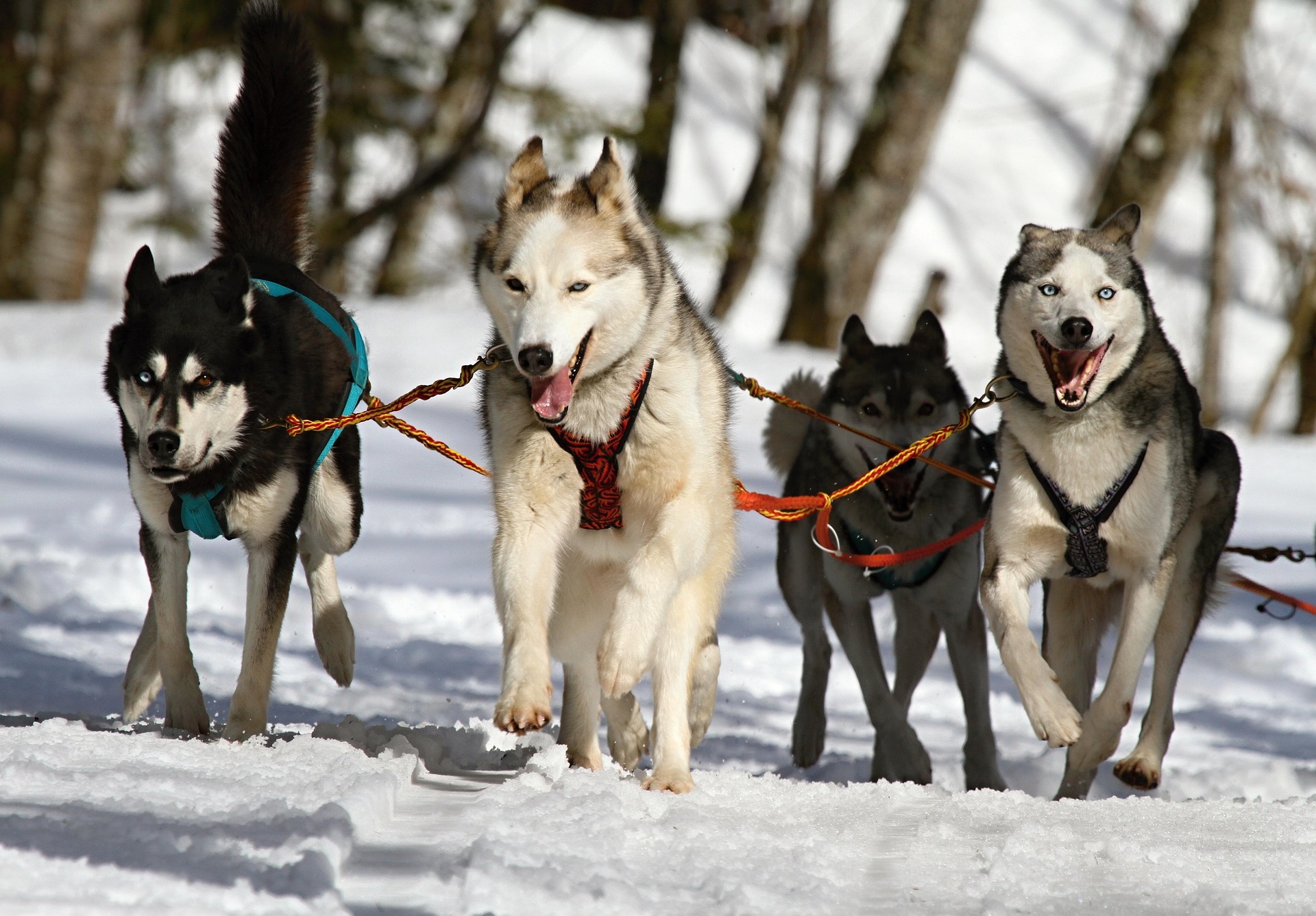 Adiestramiento canino